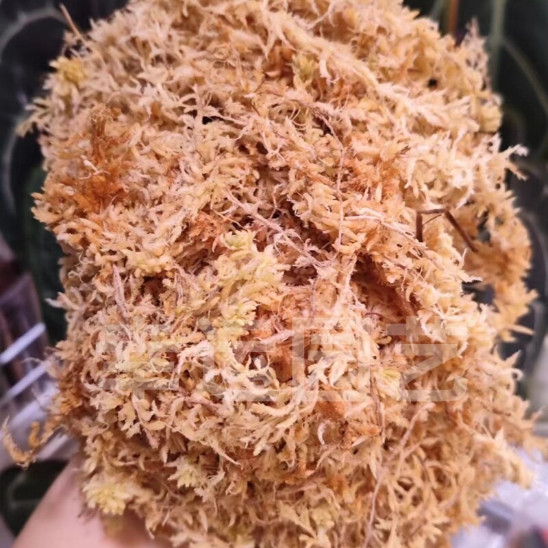 طحلب سفاغنوم نيوزيلندي 5A لزرا - مراجعة Preserved Moss Sheet وسعره